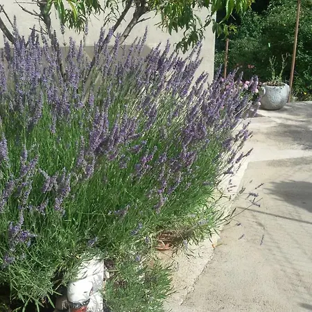 Milada Vrvilo * Matulji