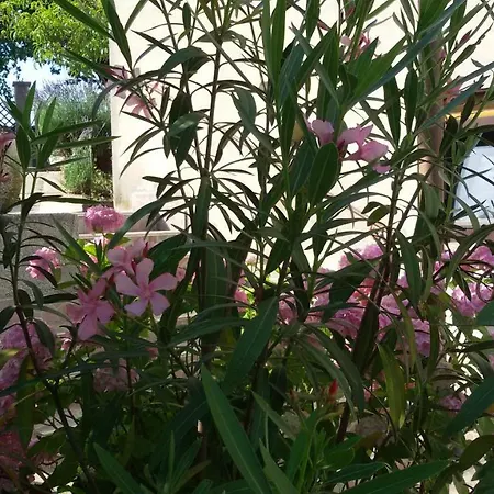 Milada Vrvilo * Matulji