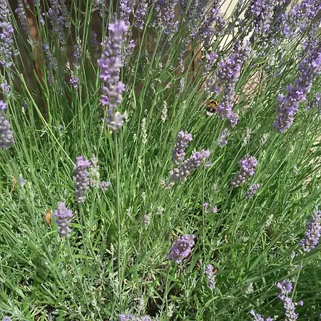 Apartamento Milada Vrvilo *