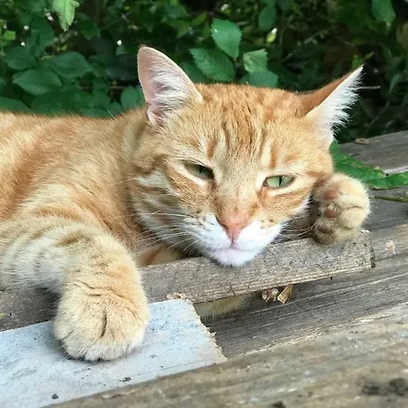 Milada Vrvilo Apartamento Matulji