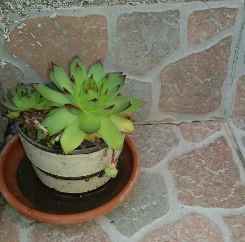 Apartment Milada Vrvilo Matulji